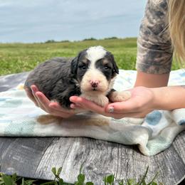 Baxter - Blue merle male Bernedoodle puppy in Moulton, Iowa from Shondel Puppy Paws