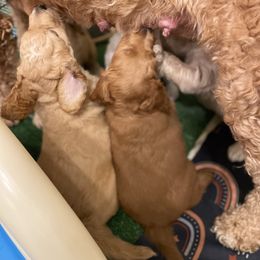 Goldendoodle Puppies from Teddy Grace Doodles