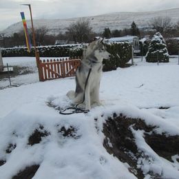 Siberian Husky Puppies from KPM Siberians