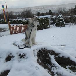 Siberian Husky Puppies from KPM Siberians
