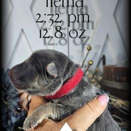 Tiama - Blue female German Shepherd puppy in Sequim, Washington from German Shepherd Haus