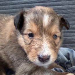 Puppy 1 - Sable and white male Shetland Sheepdog puppy in Canton, Texas from 2kg Shelties