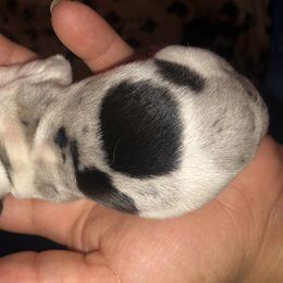 Jacks - Piebald Dachshund puppy in Saint Paul, Minnesota from Vibrant Eyes Doxies