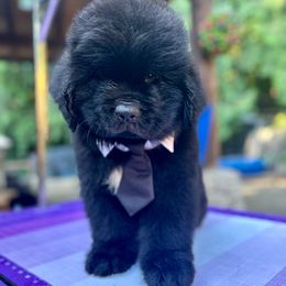 Boy 3 - Black male Newfoundland puppy in Marysville, Washington from Black Lions Newfoundlands