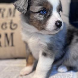 Australian Shepherd Puppies from Blue Creek Farm