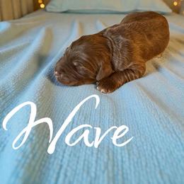 Wave - Red phantom male Aussiedoodle puppy in Ellenburg Center, New York from Kristin's Puppies