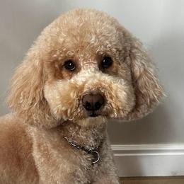 Goldendoodles from Lady's Liberty Litter