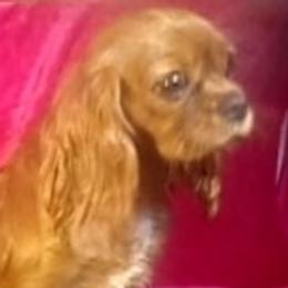 Stacey - Cavalier King Charles Spaniel