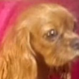 Stacey - Cavalier King Charles Spaniel
