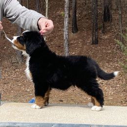 Bernese Mountain Dog Puppies from Blakener’s Bernese mountain dogs