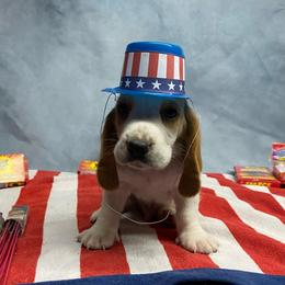 Orange Collar Little Boy - Lemon and white male Basset Hound puppy in Hurtsboro, Alabama from PARK’s Family Farm