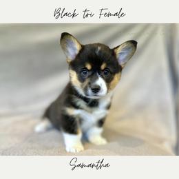 Samantha - Black and tan female American Corgi puppy in Onalaska, Washington from Shoestring Valley Corgis