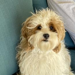 Dolly - Cockapoo
