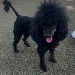 Mia - Phantom female Poodle puppy in New Port Richey, Florida from Toy Poodles And Maltese Of Florida