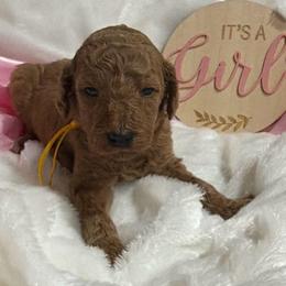 Yellow girl - Apricot female Poodle puppy in Bowling Green, Kentucky from Ritzy Red Poodles