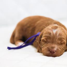 Erica - Caramel red female Australian Labradoodle puppy in Diamond Bar, California from Furrytaildoodles