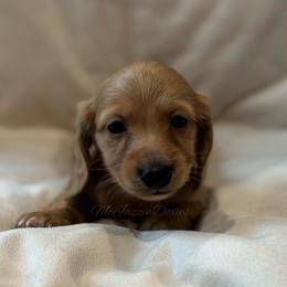 Boy 4 - Cream male Dachshund puppy in Chehalis, Washington from McJazzin Doxies