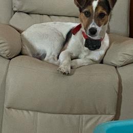 Howie - Jack Russell Terrier