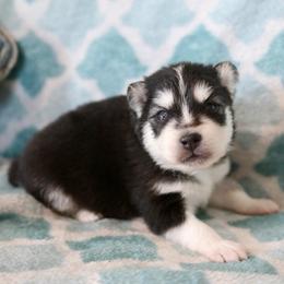 Blue Collar - Black and white male Pomsky puppy in St. Peters, Missouri from Saint Peters Pomskies