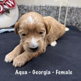Georgia - Cream female Goldendoodle puppy in Annville, Pennsylvania from Bellegrove Goldendoodles