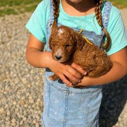 Betsy - Cream female Goldendoodle puppy in Hudson, Michigan from Haaspawz