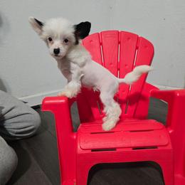 Demeter - White and black female Chinese Crested puppy in San Antonio, Texas from Sugar's Royal Cresteds