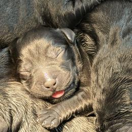 Mickey - Black male Labrador Retriever puppy in Virginia Beach, Virginia from Viklan Labradors
