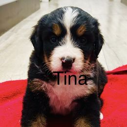 Tina - female Bernese Mountain Dog puppy in Strasburg, Ohio from Lois Allison