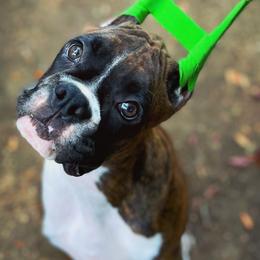 Boxer Puppies from Archangel Boxers