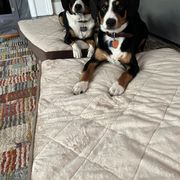 Entlebucher Mountain Dog Puppies from Entles Edge Entlebucher Mountain Dogs, LLC