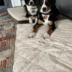 Entlebucher Mountain Dog Puppies from Entles Edge Entlebucher Mountain Dogs, LLC