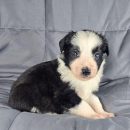 Loca - Black and white male Border Collie puppy in Chicora, Pennsylvania from Riverwood
