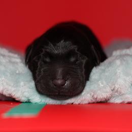 Cobra - Black male Labrador Retriever puppy in Morrilton, Arkansas from Ancient Dogges Performance Dogs