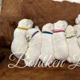 Labrador Retriever Puppies from Bohlken Labradors