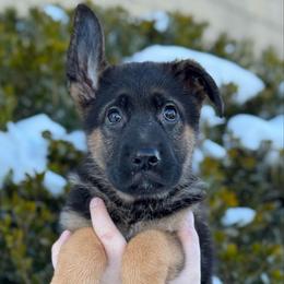 Nebula - Black and red female German Shepherd puppy in Warwick, Rhode Island from Karma Kennels