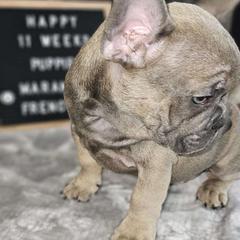 Mahomes - French Bulldog puppy from Maramour Frenchies LLC