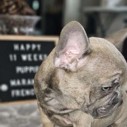 Mahomes - French Bulldog puppy from Maramour Frenchies LLC