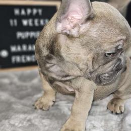 Mahomes - French Bulldog puppy from Maramour Frenchies LLC