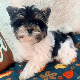 Liberty - Black tan and white male Biewer Terrier puppy in Stockbridge, Georgia from Jenn’s Georgia Morkies and Biewer Terriers