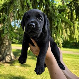 Jury - Black male Labrador Retriever puppy in Amery, Wisconsin from Cornerstone Retrievers