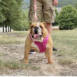 Diana - Bulldog