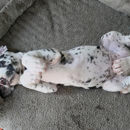 FEMALE HARLEQUIN PURPLE PINK STRIPES COLLAR - Harlequin female Great Dane puppy in Hickman, Kentucky from Tidal Wave Danes