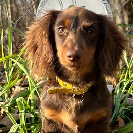 Gracie - Dachshund