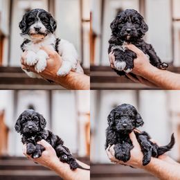 Spot 7 - Black male Goldendoodle puppy in Damascus, Oregon from Emma Doodles