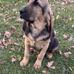 Bloodhound puppies from Sandhill Hounds of Nebraska