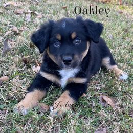 Oakley - Black tri male Miniature Australian Shepherd puppy in Huntington, Texas from 4J Aussies