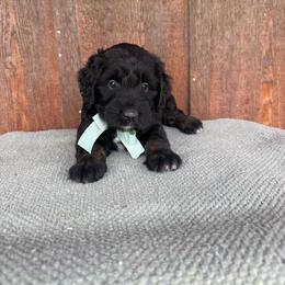 Surf - Black tri-color male Aussiedoodle puppy in Eastland, Texas from H5 Mini Doodles