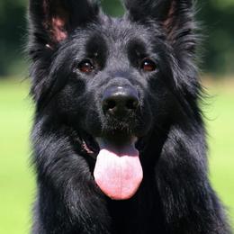 V, SG22 BSZS 23' Donna Team Perfect Kennel IGP1, KKL 24-25', 27-28' - Black female German Shepherd puppy in Nacogdoches, Texas from Vom Hausgladfel