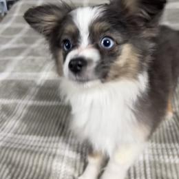 Blinky - Red tri female Toy Australian Shepherd puppy in Medina, Tennessee from Fly Farms