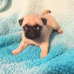 Sally - Fawn female Pug puppy in Blountsville, Alabama from Rock Springs Pugs